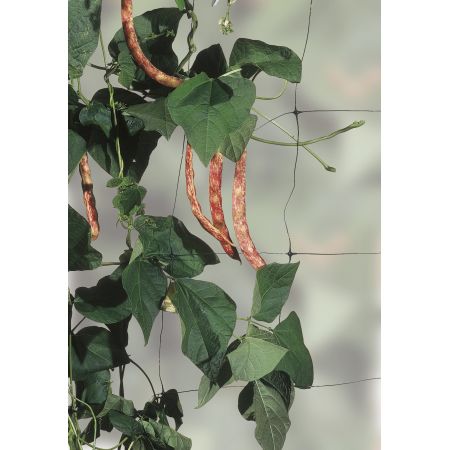 Bean and Pea Netting 4 m x 2m - image 2