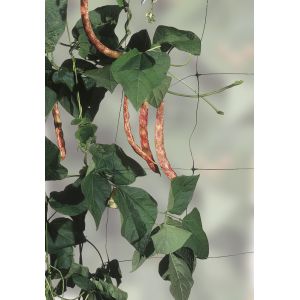 Bean and Pea Netting 4 m x 2m - image 2