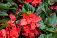 Begonia