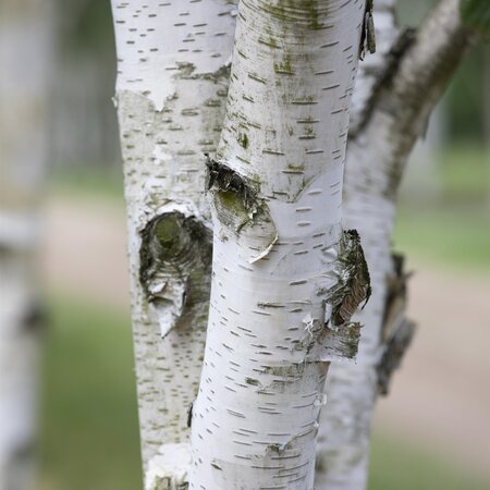 Betula utilis Jacquemontii Feathered - image 1