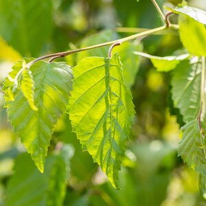 Betula utilis Jacquemontii Feathered - image 2