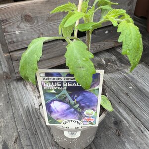 Blue Beauty Beefsteak 10cm