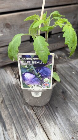 Blue Beauty Beefsteak 10cm - image 2