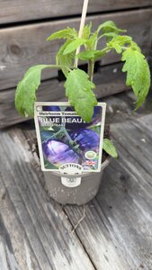 Blue Beauty Beefsteak 10cm - image 2