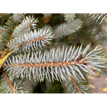 Blue Spruce Christmas Tree 40-60cm in Pot - image 2