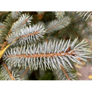 Blue Spruce Christmas Tree 40-60cm in Pot - image 2