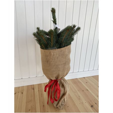 Blue Spruce Christmas Tree 40-60cm in Pot - image 1