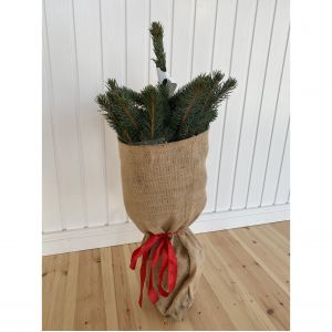 Blue Spruce Christmas Tree 40-60cm in Pot