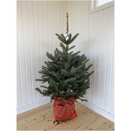 Blue Spruce ChristmasTree 100/125cm in Pot - image 1