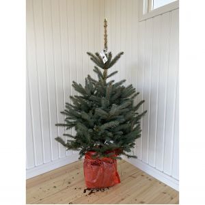 Blue Spruce ChristmasTree 100/125cm in Pot