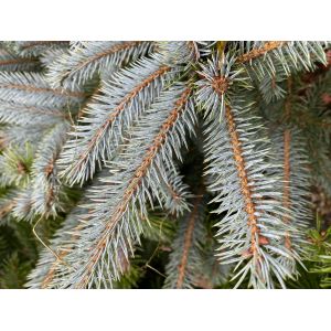 Blue Spruce ChristmasTree 100/125cm in Pot - image 2