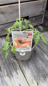 Blush Tiger Mini Plum 10cm - image 2