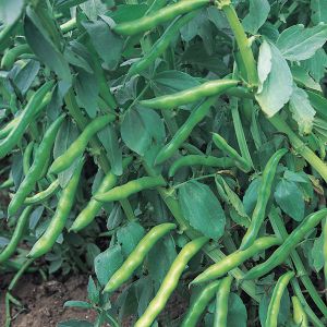 Broad Bean Super Aquadulce Organic Seeds
