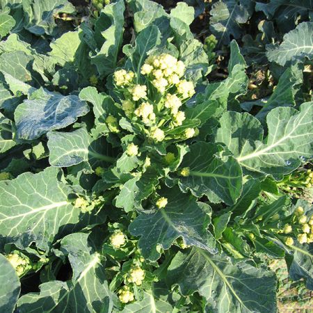 Broccoli Sprouting Burbank F1