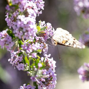 Buddleja alternifolia