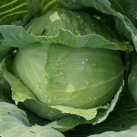 Cabbage Enkuizen Glory Organic