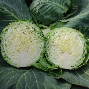 Cabbage  Kalibro F1