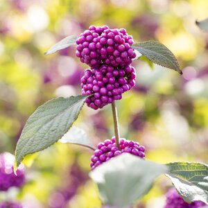 Callicarpa Profusion