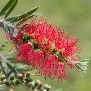 Callistemon laevis