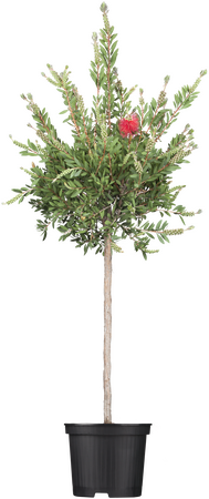 Callistemon laevis  - Bottle brush Half std - image 2