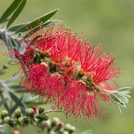 Callistemon laevis  - Bottle brush Half std - image 1