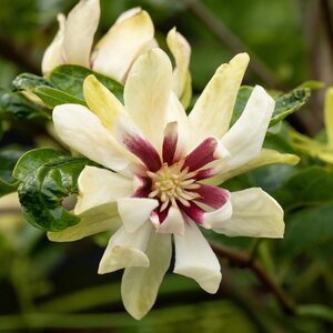 Calycanthus Venus