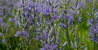 Camassia Bulbs