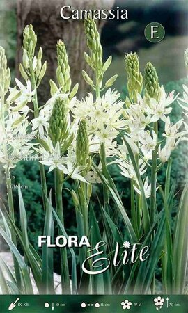 Camassia Leichtlinii Alba