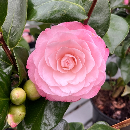 Camellia japonica Desire - Goldcliff Garden Centre