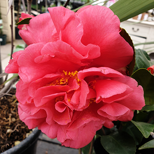 Camellia Kramer's Supreme