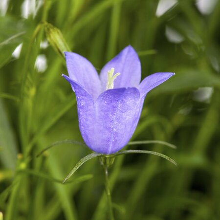 Campanula Canterbury Bells