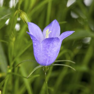 Campanula Canterbury Bells