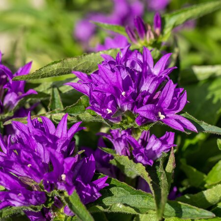Campanula glomerata 'Genti Blue' 1L
