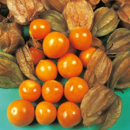 Cape Gooseberry Seeds