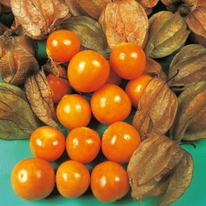 Cape Gooseberry Seeds