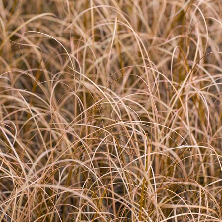 Carex buchanii 1L