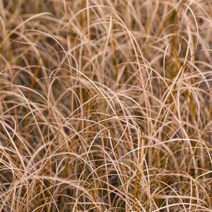 Carex buchanii 1L