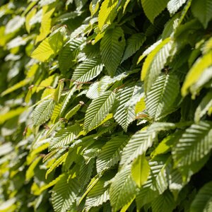Carpinus betulus Common Hornbeam