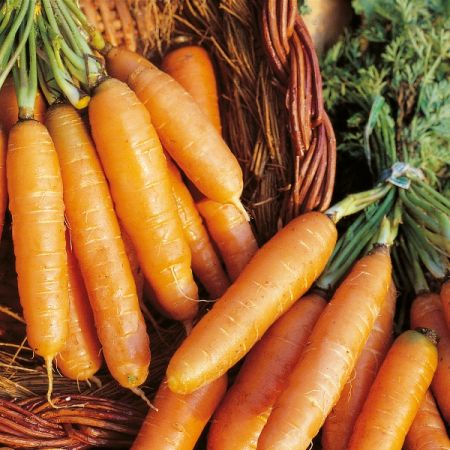 Carrot  Amsterdam Forcing 3 RHS AGM