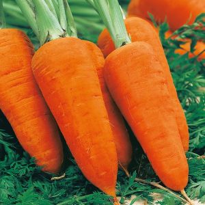 Carrot Chantenay Red Cored 3
