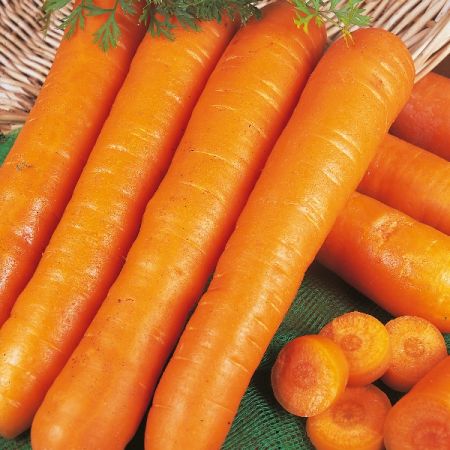 Carrot Early Nantes Organic Seeds