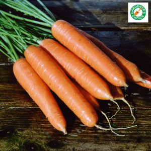 Carrot Eskimo F1 RHS AGM Seeds