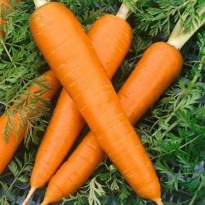 Carrot  Flakee (Flak)