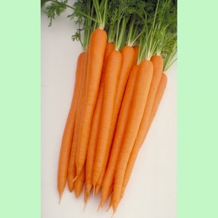 Carrot Sugarsnax  54  F1 RHS AGM