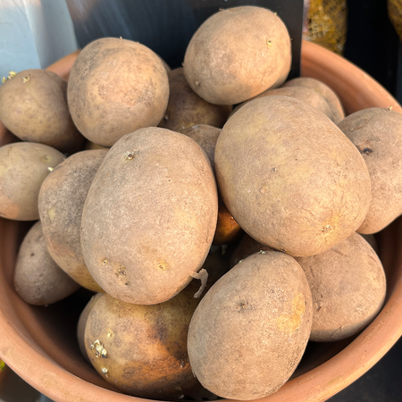 Casablanca First Early 2KG