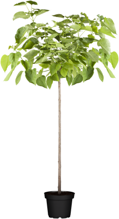 Catalpa bignonoides Nana 1/4 std Dwarf Indian Bean Tree - image 2