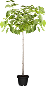 Catalpa bignonoides Nana 1/4 std Dwarf Indian Bean Tree - image 2