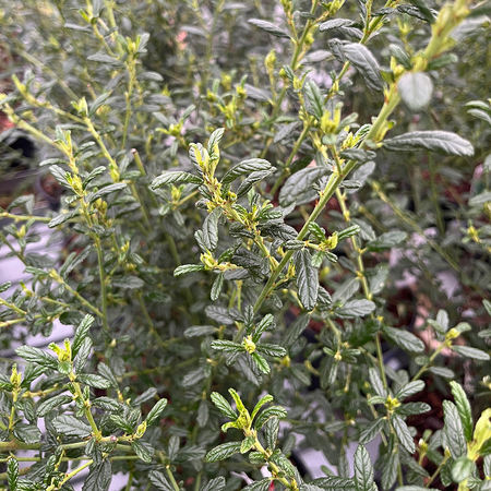 Ceanothus Concha Californian  Lilac