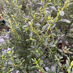 Ceanothus Concha Californian  Lilac