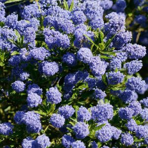 Ceanothus Concha Californian  Lilac